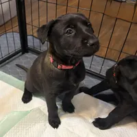 Hot Pink Collar, a female Belgian Malinois for sale in Dade City, FL – Photo 6 of 8