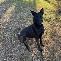 Hot Pink Collar, a female Belgian Malinois for sale in Dade City, FL – Photo 7 of 8