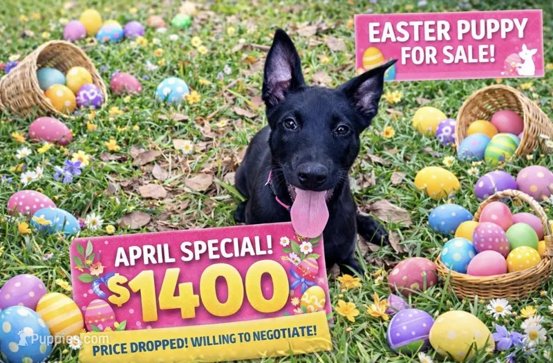 Hot Pink Collar – Belgian Malinois puppy for sale in Dade City, FL