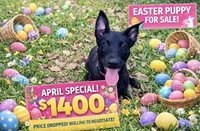 Hot Pink Collar, a female Belgian Malinois for sale in Dade City, FL – Photo 1 of 8