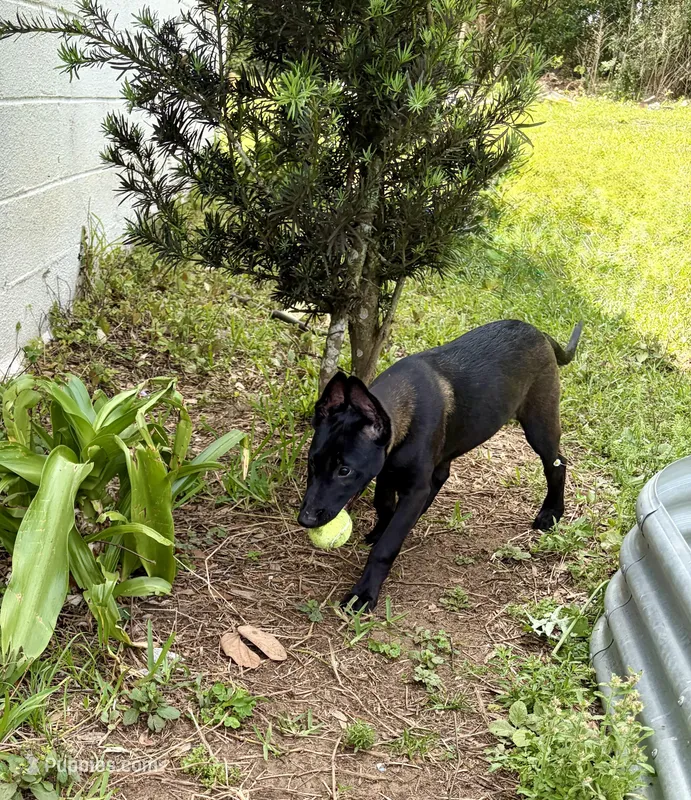 Hot Pink Collar – Belgian Malinois puppy for sale in Dade City, FL