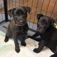 Hot Pink Collar, a female Belgian Malinois for sale in Dade City, FL – Photo 4 of 8