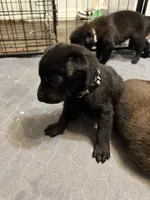 Gray Collar, a male Belgian Malinois for sale in Dade City, FL – Photo 4 of 9