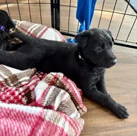 Gray Collar, a male Belgian Malinois for sale in Dade City, FL – Photo 1 of 9