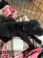 Gray Collar, a male Belgian Malinois for sale in Dade City, FL – Photo 5 of 9