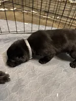 Gray Collar, a male Belgian Malinois for sale in Dade City, FL – Photo 3 of 9