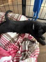 Gray Collar, a male Belgian Malinois for sale in Dade City, FL – Photo 6 of 9