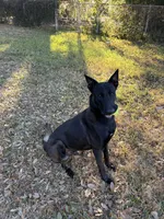 Gray Collar, a male Belgian Malinois for sale in Dade City, FL – Photo 9 of 9
