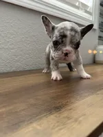 Olaf, a male French Bulldog for sale in La Porte City, IA – 3 of 5