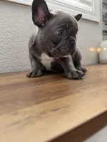 Zeus, a male French Bulldog for sale in La Porte City, IA – 2 of 4