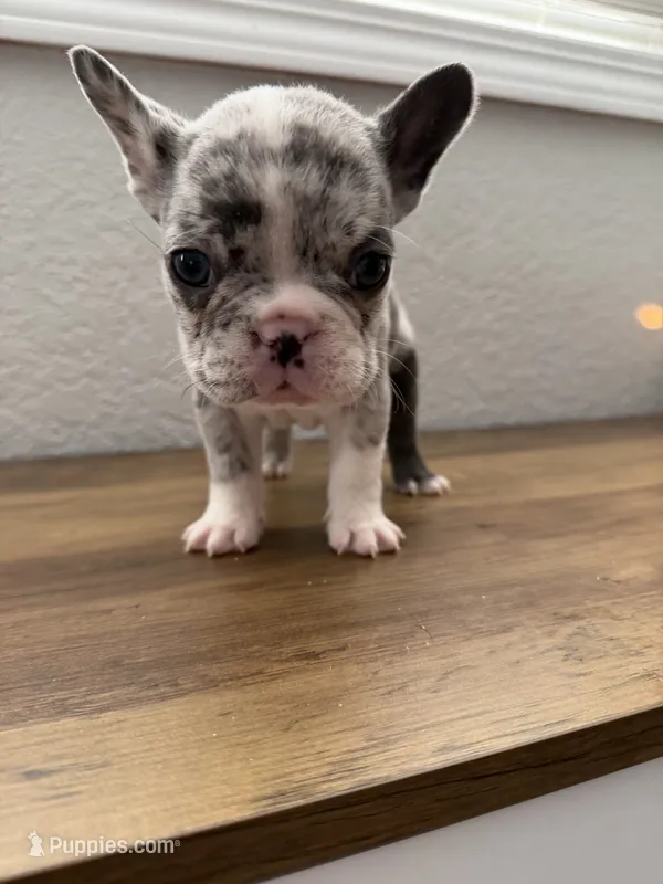 Olaf – French Bulldog puppy for sale in La Porte City, IA