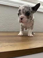 Olaf, a male French Bulldog for sale in La Porte City, IA – 4 of 5