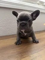 Spud, a male French Bulldog for sale in La Porte City, IA – 3 of 3