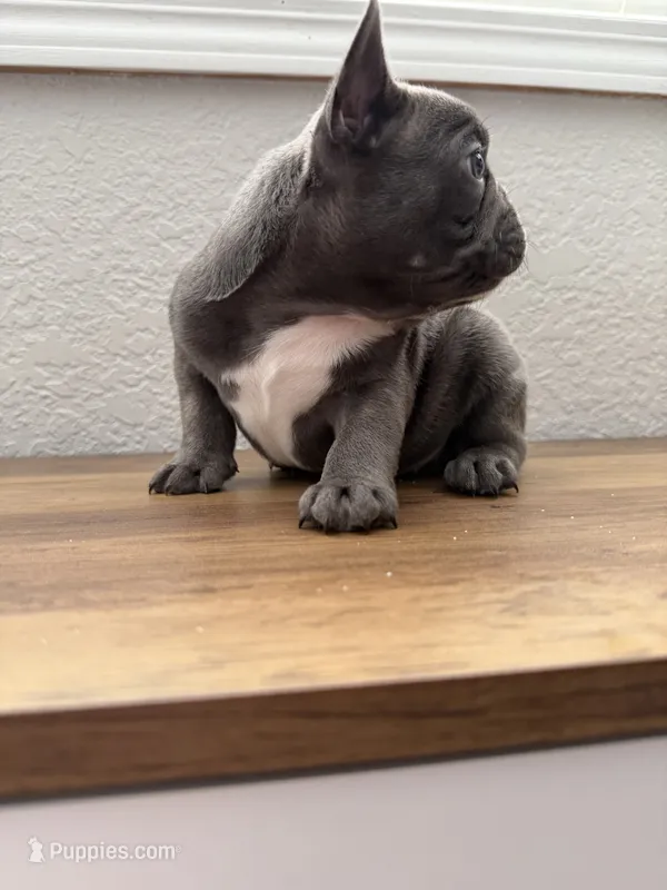 Zeus – French Bulldog puppy for sale in La Porte City, IA