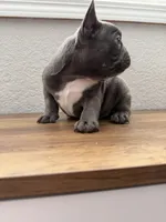 Zeus, a male French Bulldog for sale in La Porte City, IA – 1 of 4