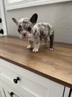 Olaf, a male French Bulldog for sale in La Porte City, IA – 5 of 5