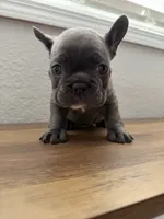 Spud, a male French Bulldog for sale in La Porte City, IA – 1 of 3