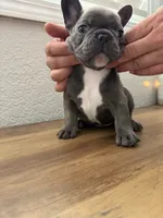 Zeus, a male French Bulldog for sale in La Porte City, IA – 3 of 4