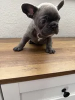 Spud, a male French Bulldog for sale in La Porte City, IA – 2 of 3