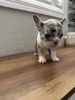 Olaf, a male French Bulldog for sale in La Porte City, IA – 2 of 5