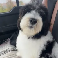 Black and White, a male Bernedoodle for sale in Williamstown, KY – Photo 2 of 3