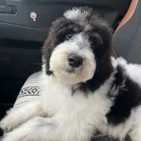 Black and White, a male Bernedoodle for sale in Williamstown, KY – Photo 1 of 3