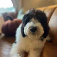 Black and White, a male Bernedoodle for sale in Williamstown, KY – Photo 3 of 3