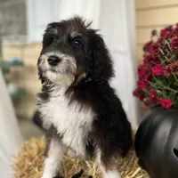 TriColor, a male Bernedoodle for sale in Williamstown, KY – Photo 1 of 3