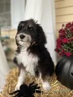 TriColor, a male Bernedoodle for sale in Williamstown, KY – Photo 1 of 3