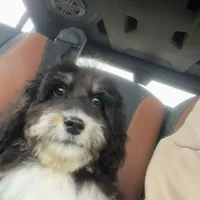 TriColor, a male Bernedoodle for sale in Williamstown, KY – Photo 2 of 3