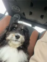 TriColor, a male Bernedoodle for sale in Williamstown, KY – Photo 2 of 3