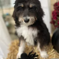 TriColor, a male Bernedoodle for sale in Williamstown, KY – Photo 3 of 3