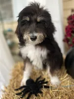 TriColor, a male Bernedoodle for sale in Williamstown, KY – Photo 3 of 3