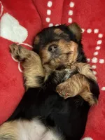 Rip , a male Yorkshire Terrier for sale in Centerville, OH – 7 of 9