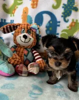 Rip , a male Yorkshire Terrier for sale in Centerville, OH – 5 of 9