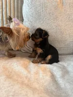Lily , a female Yorkshire Terrier for sale in Dayton, OH – 8 of 10