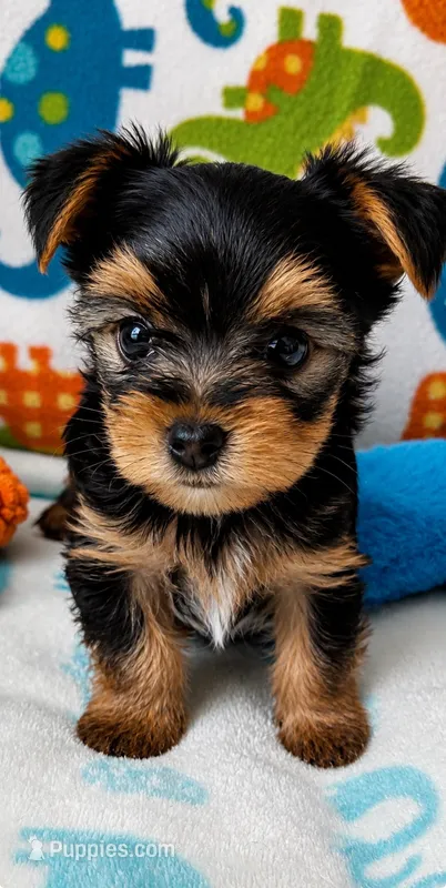 Rip  – Yorkshire Terrier puppy for sale in Centerville, OH