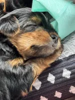 Pickles , a female Yorkshire Terrier for sale in Centerville, OH – 5 of 5