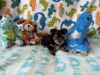 Rip , a male Yorkshire Terrier for sale in Centerville, OH – 4 of 9