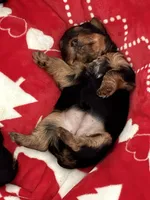 Pickles , a female Yorkshire Terrier for sale in Centerville, OH – 4 of 5