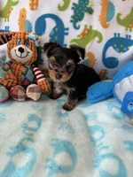 Rip , a male Yorkshire Terrier for sale in Centerville, OH – 3 of 9