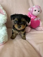 Maria , a female Yorkshire Terrier for sale in Centerville, OH – 5 of 10