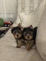 Lily , a female Yorkshire Terrier for sale in Dayton, OH – 5 of 10