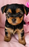 Maria , a female Yorkshire Terrier for sale in Centerville, OH – 1 of 10