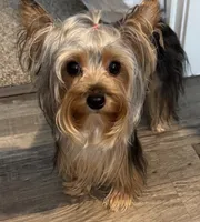 Lily , a female Yorkshire Terrier for sale in Dayton, OH – 10 of 10