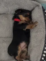 Maria , a female Yorkshire Terrier for sale in Centerville, OH – 8 of 10