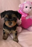 Pickles , a female Yorkshire Terrier for sale in Centerville, OH – 3 of 5