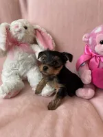 Maria , a female Yorkshire Terrier for sale in Centerville, OH – 9 of 10