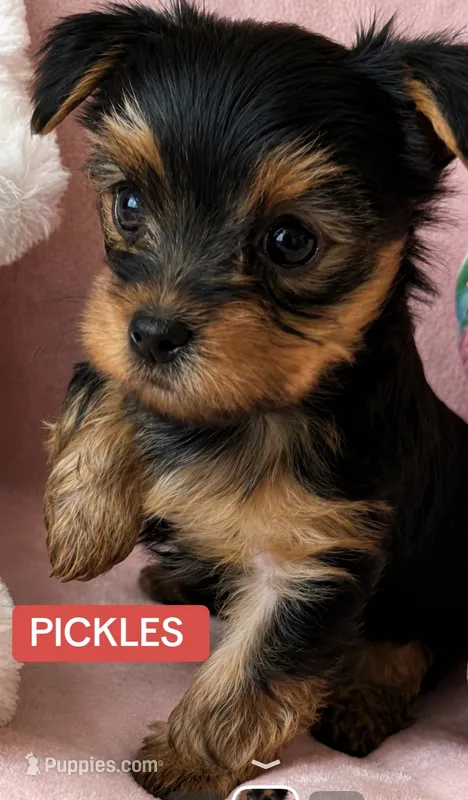 Pickles  – Yorkshire Terrier puppy for sale in Centerville, OH