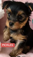 Pickles , a female Yorkshire Terrier for sale in Centerville, OH – 1 of 5